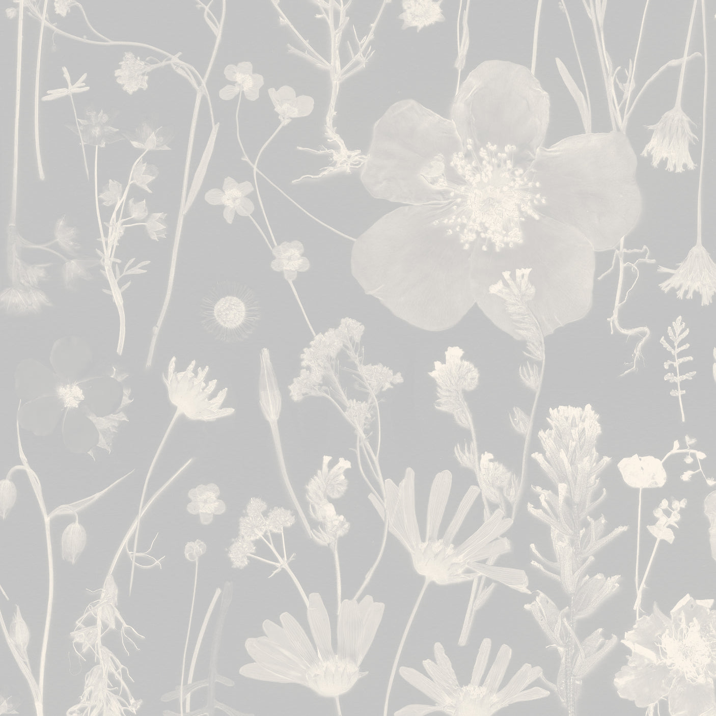 Among the Wildflowers - Feather Gray