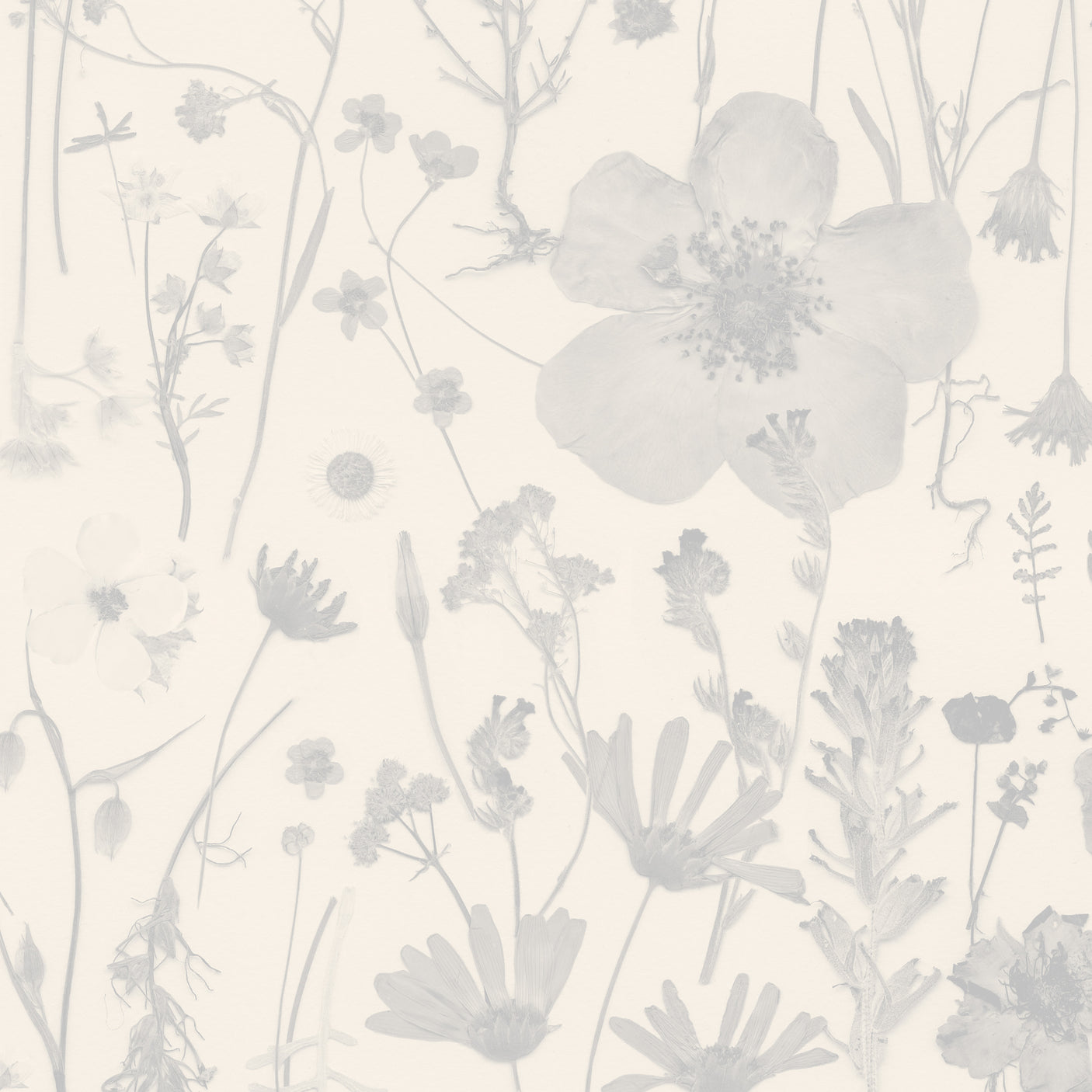 Among the Wildflowers - Ivory Bloom