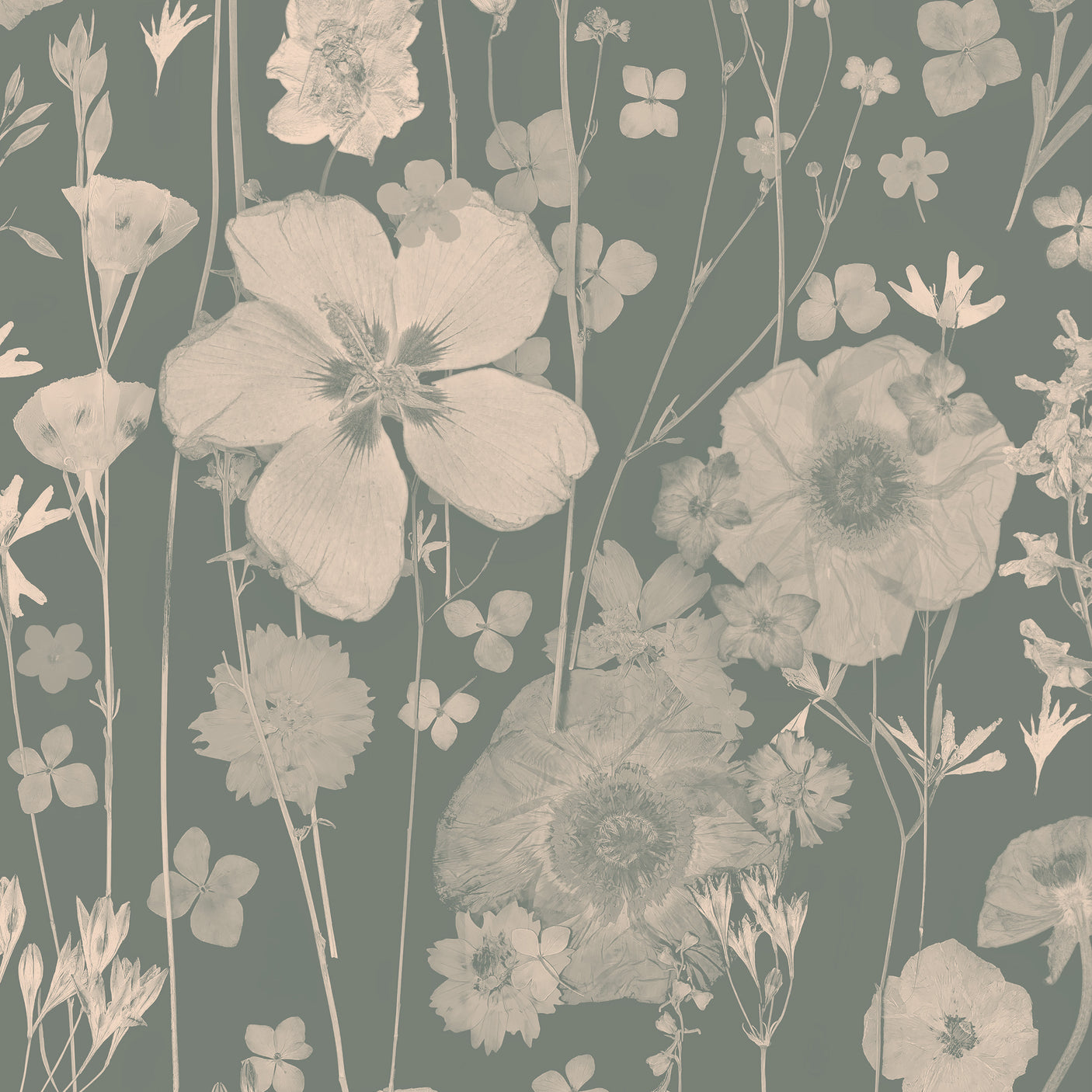 Beautiful Stranger - Petal Sage