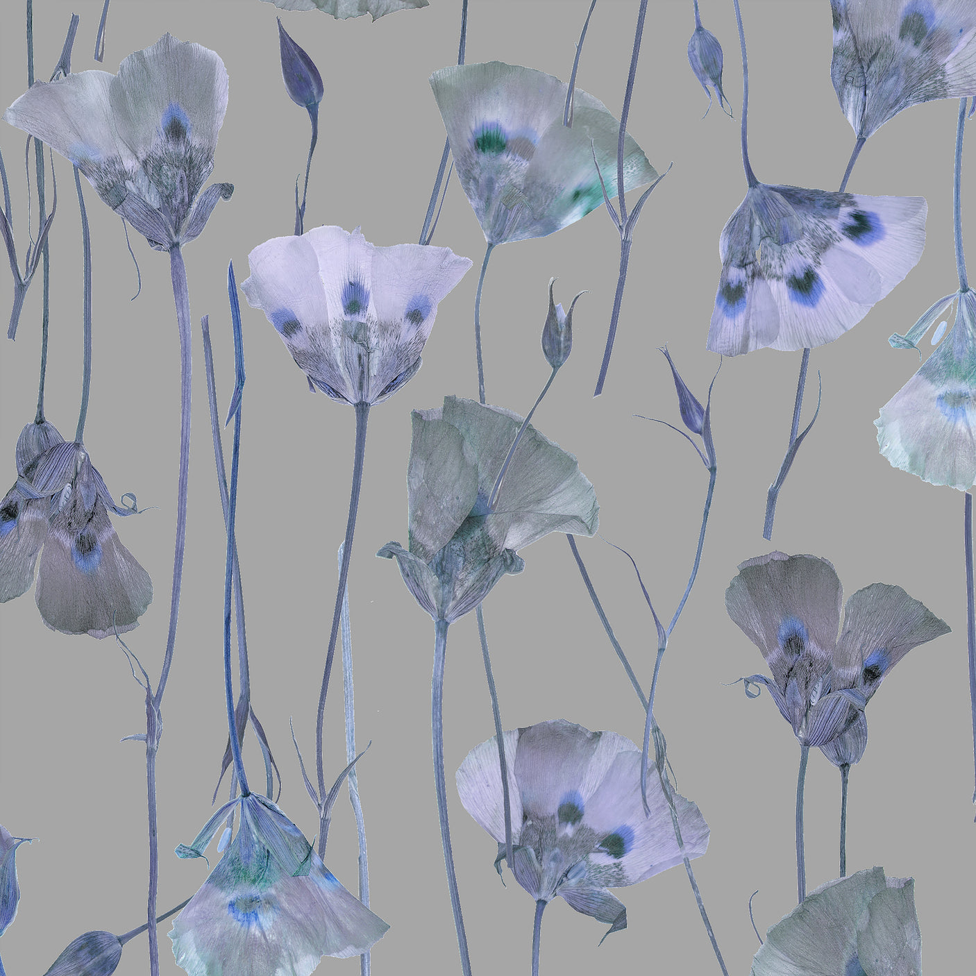Butterfly Mariposa Lily - Blue Prism