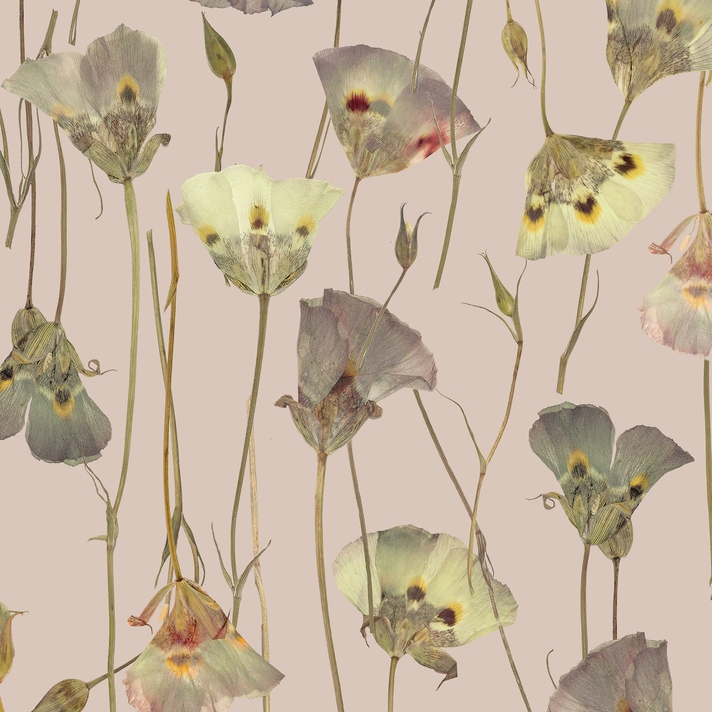 Butterfly Mariposa Lily - Cloud Pink