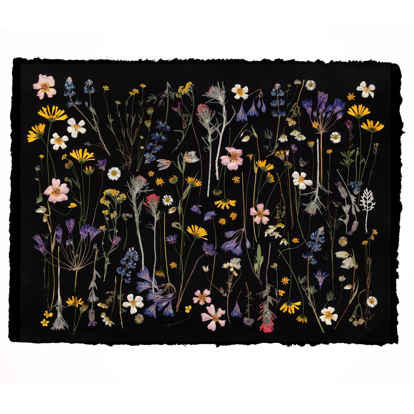 California Farm and Wildflower Botanical Collage