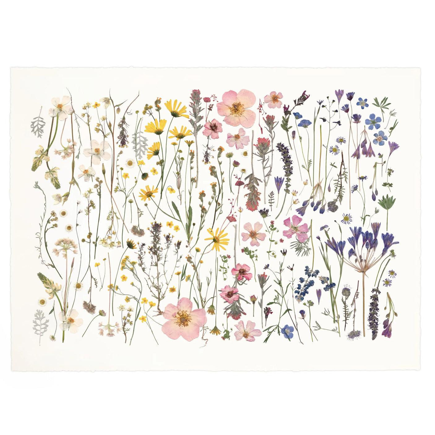 Bespoke Wildflower Botanical Ombre Collage